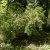 Rosa nitida