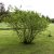 Aronia prunifolia Nero