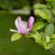 Magnolia liliflora George Henry Kern