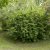Weigela Candida