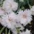 Dianthus plumarius Frösön