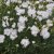 Dianthus plumarius Frösön