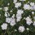 Dianthus plumarius Frösön