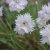 Dianthus plumarius Frösön