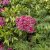 Kalmia latifolia Kaleidoskop