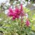 Astilbe arendsii Drum and Bass ®