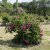 Rosa bourbon Pipar Hans