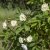 Rosa helenae Starkodder