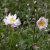 Anemone x hybrida Fantasy Rapunzel ®