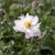 Anemone x hybrida Fantasy Rapunzel ®