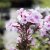 Phlox paniculata Sweet Summer ™ Favourite