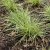 Carex oshimensis Everest