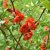 Chaenomeles speciosa Orange Storm ®