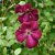 Clematis viticella Rubra (Kermesina)