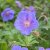 Geranium himalayense Sörmjöle
