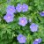 Geranium himalayense Sörmjöle