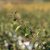 Chaenomeles speciosa Orange Storm ®