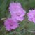 Dianthus plumarius Timmermannens Rosa