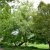 Acer negundo Variegatum
