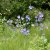 Campanula persicifolia