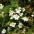 Dasiphora fruticosa Bella Bianca ®