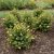 Dasiphora fruticosa Mandarin Tango ®