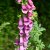 Digitalis purpurea