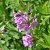 Betonica macrantha Superba