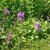 Betonica macrantha Superba
