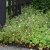 Geranium endressii