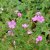 Geranium endressii