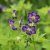 Geranium phaeum Lily Lovell