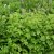 Geranium phaeum Lily Lovell