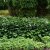 Hosta sieboldiana