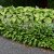 Hosta ventricosa