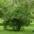 Ligustrum ovalifolium