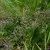 Limonium platyphyllum
