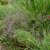 Limonium platyphyllum