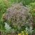 Limonium platyphyllum