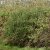 Lonicera caerulea Falun E
