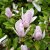 Magnolia liliiflora George Henry Kern