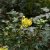 Mahonia aquifolium