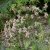Monarda punctata