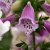 Digitalis purpurea Foxy