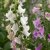 Digitalis purpurea Foxy
