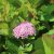 Spiraea betulifolia Pink Sparkler, Björkspirea