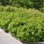 Spiraea betulifolia Tor, Björkspirea 10-pack, 20-30 barrot