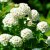 Spiraea betulifolia Tor, Björkspirea 10-pack, 20-30