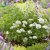 Spiraea betulifolia Tor E, Björkspirea 10-pack, 20-30 barrot