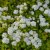 Spiraea betulifolia Tor Gold ®, Björkspirea